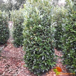 Prunus laurocerasus 'Herbergii' 80/100 KL. - afbeelding 3