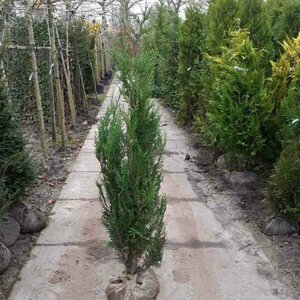 Thuja pl. 'Atrovirens' 200/225 C.