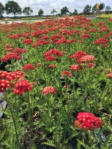 Achillea millefolium 'Paprika' C2 - afbeelding 7