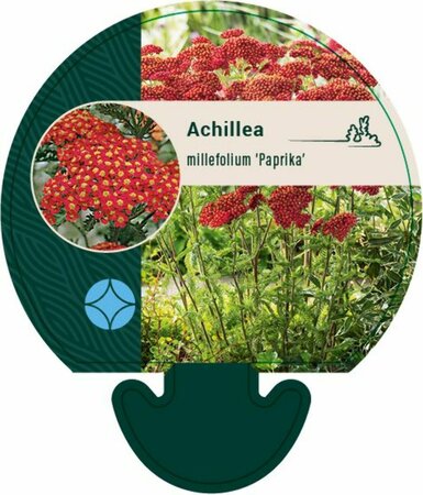 Achillea millefolium 'Paprika' C2 - afbeelding 8