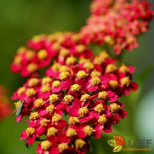 Achillea millefolium 'Paprika' C2 - afbeelding 3