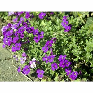 Aubrieta 'Cascade Blue' P9 - afbeelding 1