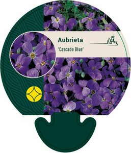 Aubrieta 'Cascade Blue' P9 - afbeelding 1