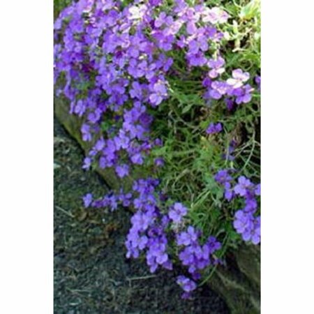 Aubrieta 'Cascade Blue' P9 - afbeelding 3