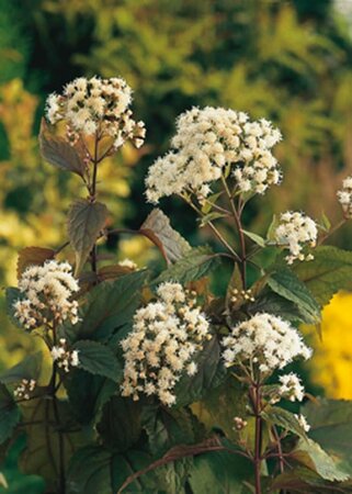 Eupatorium rugosum 'Chocolate' C2 - afbeelding 4