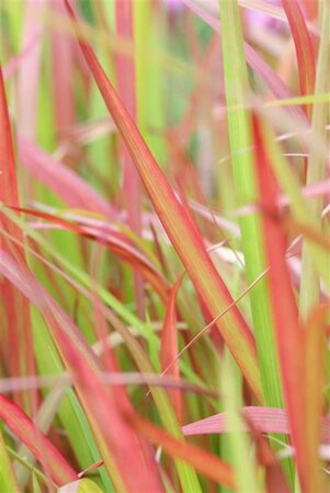 Imperata cylindrica 'Red Baron' C5 - afbeelding 13