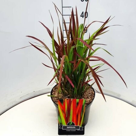 Imperata cylindrica 'Red Baron' C5 - afbeelding 6