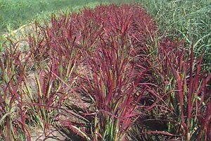 Imperata cylindrica 'Red Baron' C5 - afbeelding 1