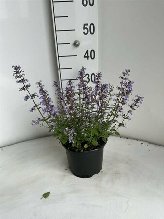 Nepeta 'Purssian Blue'  C2 - afbeelding 1