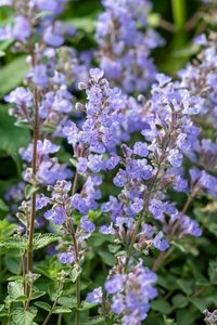 Nepeta 'Purssian Blue'  C2 - afbeelding 2