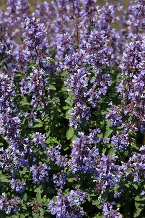 Nepeta 'Purssian Blue'  C2 - afbeelding 3