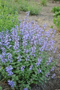 Nepeta 'Purssian Blue'  C2 - afbeelding 4