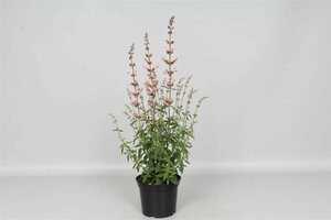 Agastache 'Fleur' P9 - afbeelding 4