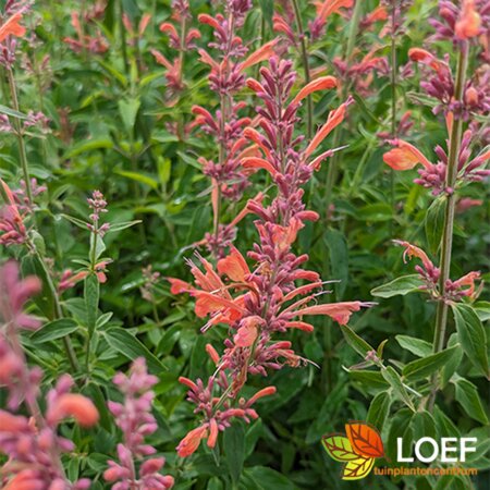 Agastache 'Fleur' P9 - afbeelding 2