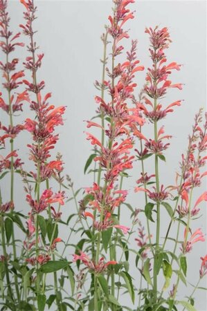 Agastache 'Fleur' P9 - afbeelding 3