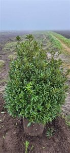 Prunus laur. 'Sofia' 125/150 KL. - afbeelding 2