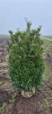 Prunus laur. 'Sofia' 125/150 KL. - afbeelding 1