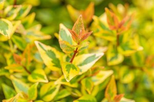 Abelia grandiflora 'Kaleidoscope' 30/40 C. - afbeelding 4