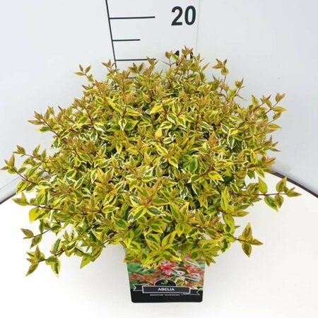 Abelia grandiflora 'Kaleidoscope' 30/40 C. - afbeelding 3