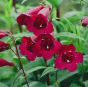 Penstemon 'Rich Ruby' P9 - afbeelding 1