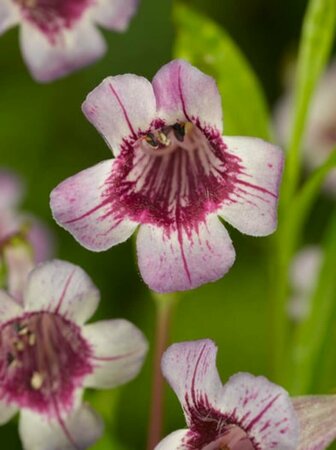 Penstemon 'Rich Ruby' P9 - afbeelding 2