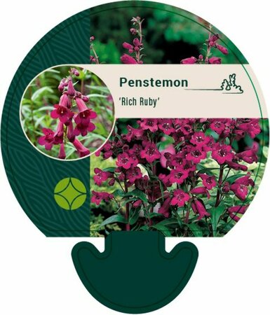 Penstemon 'Rich Ruby' P9 - afbeelding 3