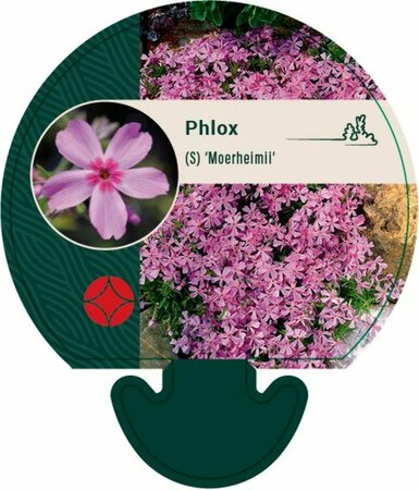 Phlox subulata 'Moerheimii' P9 - afbeelding 4