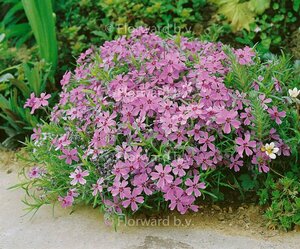 Phlox subulata 'Moerheimii' P9 - afbeelding 1