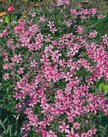 Phlox subulata 'Moerheimii' P9 - afbeelding 2