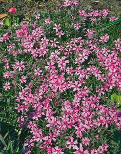 Phlox subulata 'Moerheimii' P9 - afbeelding 2