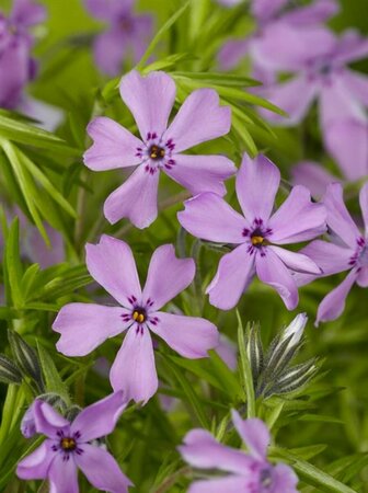 Phlox subulata 'Moerheimii' P9 - afbeelding 3