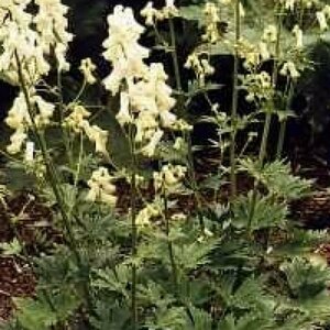 Aconitum septentrionale 'Ivorine' P9 - afbeelding 3