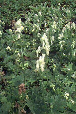 Aconitum septentrionale 'Ivorine' P9 - afbeelding 1