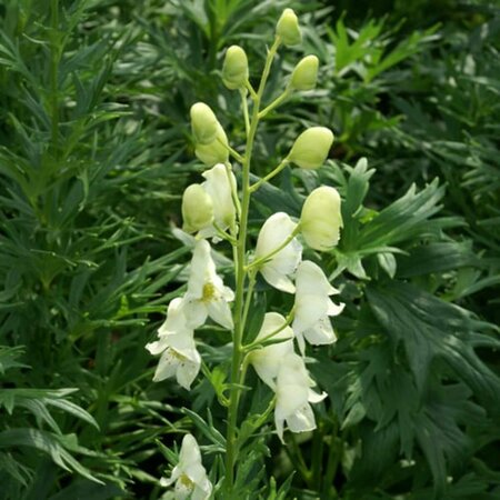 Aconitum septentrionale 'Ivorine' P9 - afbeelding 4