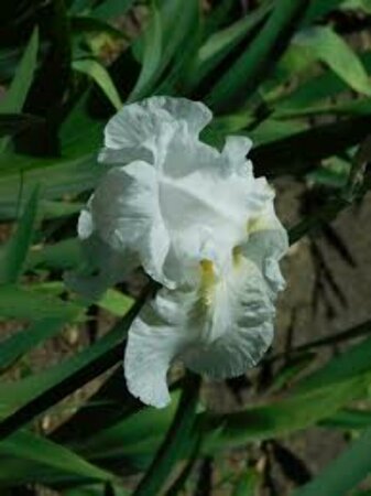 Iris (G) 'Immortality' P9