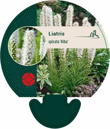 Liatris spicata 'Alba' C2