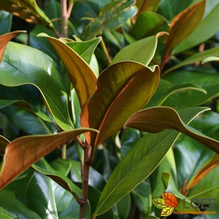 Magnolia grandiflora 'Little Gem' 150/175 C. - afbeelding 1