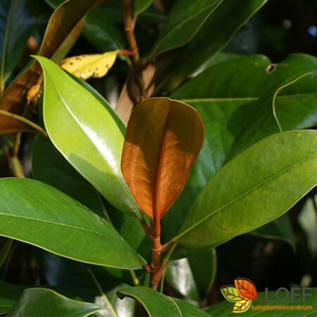 Magnolia grandiflora 'Little Gem' 150/175 C. - afbeelding 2