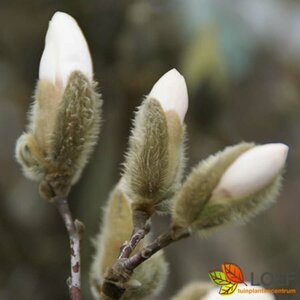 Magnolia stellata 80/100 C. - afbeelding 4