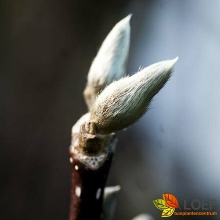 Magnolia stellata 80/100 C. - afbeelding 6