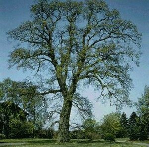 Quercus robur 450/500 C. Solitair - afbeelding 2