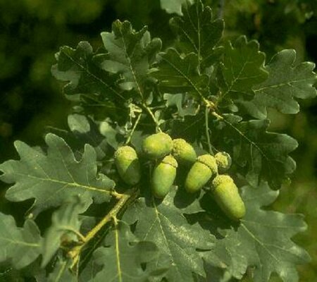 Quercus robur 450/500 C. Solitair - afbeelding 1