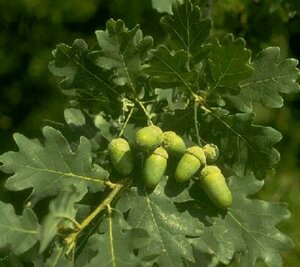 Quercus robur 450/500 C. Solitair - afbeelding 1