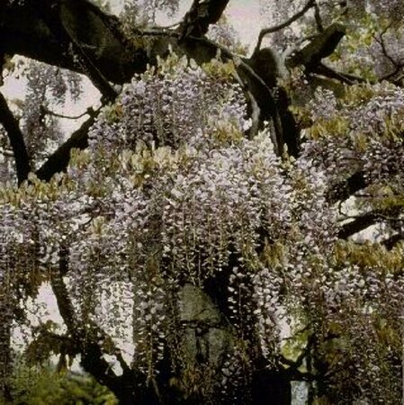 Wisteria sinensis ST. 225 6-8 C. Dak  - afbeelding 1