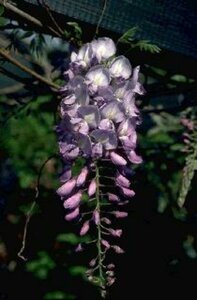 Wisteria sinensis ST. 225 6-8 C. Dak  - afbeelding 2