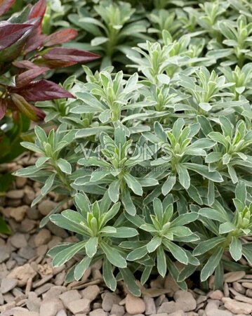 Euphorbia char. 'Silver Edge' C2