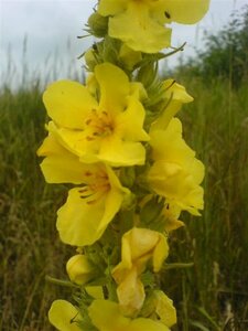 Verbascum densiflorum P9 - afbeelding 1