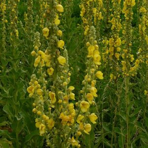 Verbascum densiflorum P9 - afbeelding 2