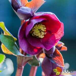 Helleborus 'Anna's Red' C2