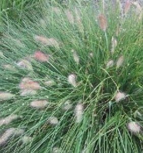 Pennisetum alopecuroides 'Weserbergland' P9
